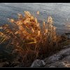20101113_300